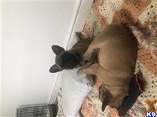 french bulldog puppy posted by Dame mac